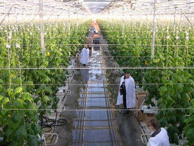 В 2014 году Челябинская область обеспечит себя овощами на 50%
